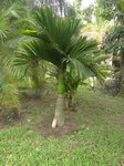 Areca catechu dwarf * Vari�t� du Cambodge