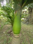 Areca catechu dwarf * Vari�t� du Cambodge