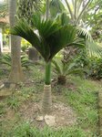 Areca catechu dwarf * Vari�t� du Cambodge