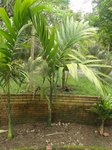Areca catechu fruits allong�s