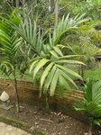 Areca catechu fruits allong�s