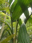 Areca catechu fruits allong�s