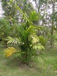 Areca concinna 