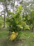 Areca concinna 