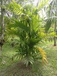 Areca concinna 