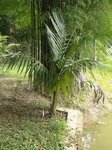 Areca macrocalyx ex A.glandiformis 