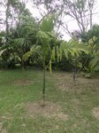 Areca hutchinsoniana 