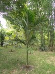Areca kampuchea