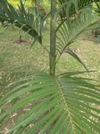 Areca kampuchea