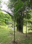 Areca kampuchea
