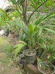 Areca ipot