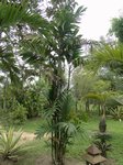 Areca montana clumping 'hybride ?'