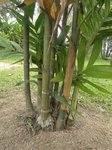 Areca montana clumping 'hybride ?'
