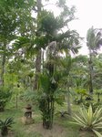 Areca montana clumping 'hybride ?'