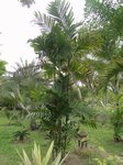 Areca montana clumping 'hybride ?'