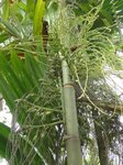 Areca montana clumping 'hybride ?'