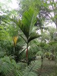 Areca macrocalyx var. mariea 