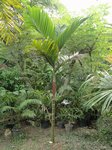 Areca macrocalyx var. mariea 