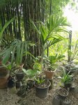 Areca laosensis