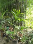 Areca laosensis