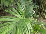 Areca laosensis