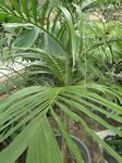 Areca multifida