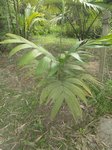 Areca novohibernica 