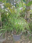 Areca sp. Ubon