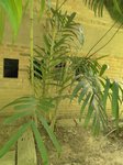 Areca triandra�