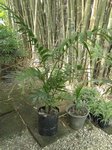Areca triandra�