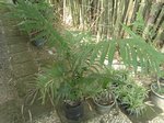 Areca triandra�