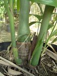 Areca triandra�