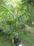 Areca triandra�