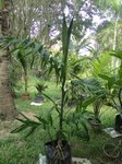 Areca triandra�
