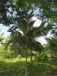 Areca vestiaria 'red leaf form'