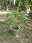 Areca vestiaria x A. guppyana