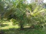 Attalea maripa 