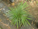 Calyptrocalyx elegans fine leaf