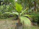 Pritchardia maideniana ou affinis