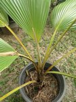 Pritchardia maideniana ou affinis