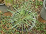 Hemithrinax ekmaniana * ex Thrinax � ekmaniana
