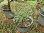 Hemithrinax ekmaniana * ex Thrinax � ekmaniana