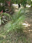 Coccothrinax crinita longs p�tioles
