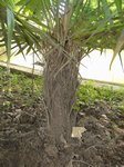 Coccothrinax crinita longs p�tioles