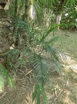 Chamaedorea seifrizii feuilles fines 