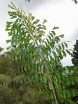 Caryota zebrina� 