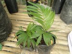 Dypsis sp. Jurassic Park