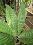 Salacca sp. 'Sarawak' clumping form