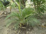 Dypsis lutescens dwarf cv. variegata 