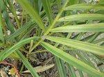 Dypsis lutescens dwarf cv. variegata 